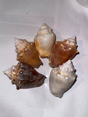 Florida Fighting Conch Seashells
